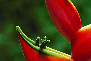 Images Dated 16th December 2014: USA, Hawaii, Hilo. Heliconia close-up at Hawaii Tropical Botanical Garden. Credit as