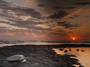 Honokohau Bay Prints: USA, Hawaii, Honokohau Bay. Green sea turtle moves toward ocean at sunset. Credit as