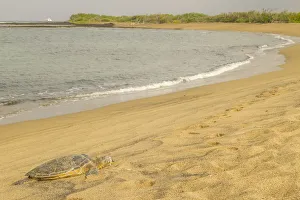 Honokohau Bay Prints: USA, Hawaii, Honokohau Bay. Green sea turtle on shore