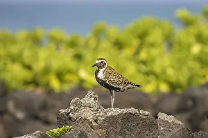 Plover Prints: USA, Hawaii, Honokohau Bay. Pacific golden plover close-up