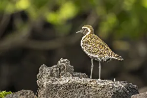 USA, Hawaii, Honokohau Bay. Pacific golden plover close-up
