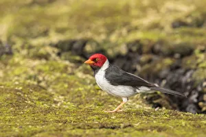 Images Dated 18th March 2018: USA, Hawaii, Honokohau Bay. Yellow-billed cardinal close-up