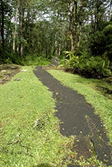 USA, Hawaii, The island of Hawaii, Hilo. Lava Tree State Park