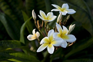 Hawaii Prints: USA, Hawaii, Island of Hawaii, Kailua Kona, Close up of Singapore Plumeria ( Plumeria
