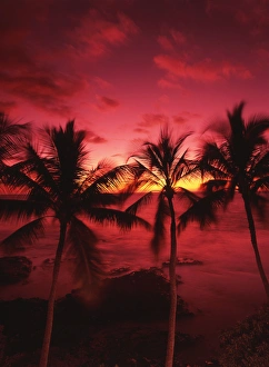 USA, Hawaii Islands, Big Islands, Kona, View palm trees on beach