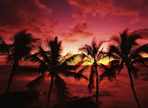 Kona Prints: USA, Hawaii Islands, Kona, View of palm trees on beach at big island