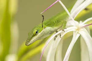 Images Dated 25th March 2018: USA, Hawaii, Kauai. Anole lizard on blossom