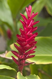 Savanah Stewart Prints: USA, Hawaii, Kauai, Ginger Flower. (RF)