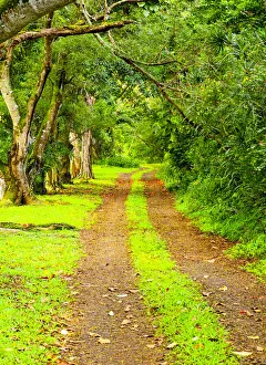 Gravel Prints: USA, Hawaii, Kauai, gravel tree lined road