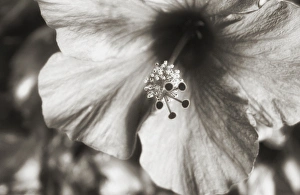 Savanah Stewart Prints: USA, Hawaii, Kauai, Hibiscus