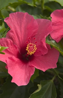 USA, Hawaii, Kauai, Hibiscus (RF)