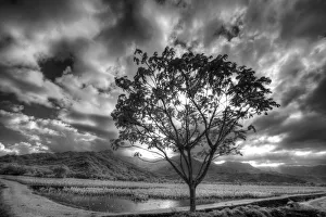 Cultivate Prints: USA, Hawaii, Kauai, Infrared image of Lone tree in Taro fields
