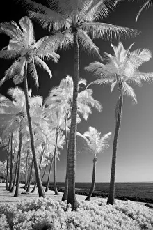 Images Dated 8th May 2021: USA, Hawaii, Kauai, Infrared of palm trees of Kauai