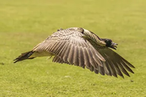 Images Dated 27th March 2018: USA, Hawaii, Kauai, Kilauea Point National Wildlife Refuge. Nene bird flying. Credit as