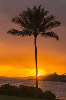 Images Dated 25th March 2018: USA, Hawaii, Kauai, Lawai. Palm tree at sunset