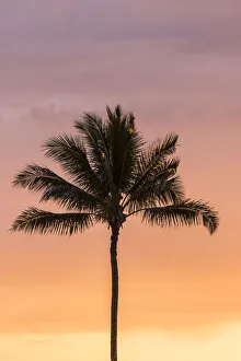 Images Dated 25th March 2018: USA, Hawaii, Kauai, Lawai. Palm tree at sunset