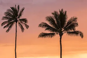 Images Dated 25th March 2018: USA, Hawaii, Kauai, Lawai. Palm trees at sunset