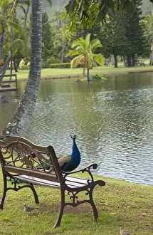 Savanah Stewart Prints: USA, Hawaii, Kauai, peacock at the Smith Family Luau Garden Grounds