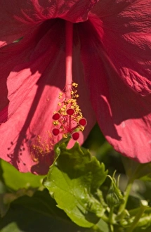 Savanah Stewart Prints: USA, Hawaii, Kauai, pink Hybiscus flower. (RF)