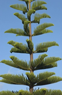 Savanah Stewart Prints: USA, Hawaii, Kauai, tree. (RF)