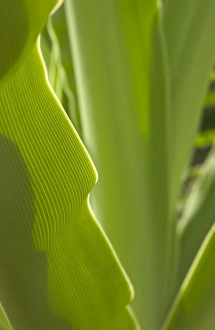 Savanah Stewart Prints: USA, Hawaii, Kauai, tropical foliage. (RF)