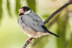 Images Dated 20th March 2018: USA, Hawaii, Kona. Java sparrow close-up