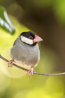 Kona Prints: USA, Hawaii, Kona. Java sparrow close-up