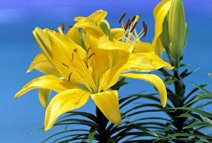 Elan Sunstar Prints: USA, Hawaii. Lilly