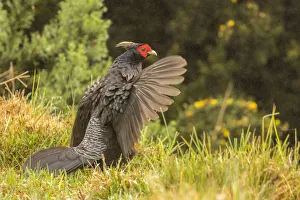 USA, Hawaii. Male kalij pheasant. Credit as: Cathy & Gordon Illg / Jaynes Gallery / DanitaDelimont