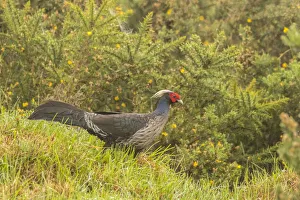 USA, Hawaii. Male kalij pheasant. Credit as: Cathy & Gordon Illg / Jaynes Gallery / DanitaDelimont
