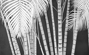 Bamboo Prints: USA, Hawaii, Maui. bamboo growing in large groups