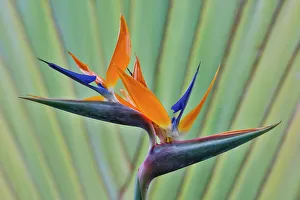 Maui Prints: USA, Hawaii, Maui. Bird of Paradise with travelers palm as a backdrop