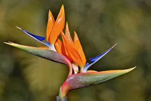Maui Prints: USA, Hawaii, Maui. Bird of Paradise with tropical foliage as a backdrop
