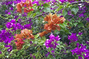Images Dated 8th March 2009: USA, Hawaii, Maui. Bougainvillea on Maui in the spring