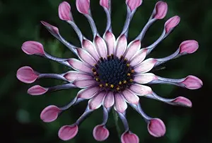 Macrophotography Prints: USA, Hawaii, Maui. Close-up of spoon daisy or Nasinga Purple flower(Osteospermum)