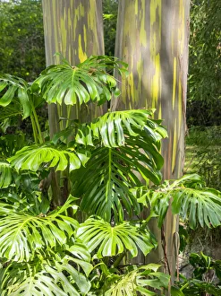 Kula Botanical Garden Prints: USA, Hawaii, Maui, Up Country, Kula, Kula Botanical Gardens with Rainbow eucalyptus trees