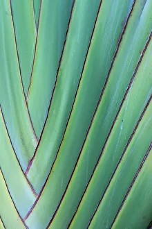 Maui Prints: USA, Hawaii, Maui. Details of the travelers palm