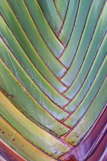 Maui Prints: USA, Hawaii, Maui. Details of the travelers palm