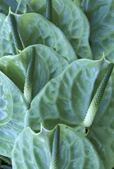 Anthurium Prints: USA, Hawaii, Maui Green-colored hybrid anthuriums midori