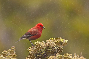 Images Dated 27th February 2012: USA, Hawaii, Maui, Haleakala National Park, Hosmer Grove. Apapane bird in rain. Credit as
