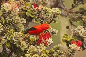 Images Dated 27th February 2012: USA Hawaii, Maui, Haleakala National Park. I iwi bird on ohia blossom. Credit as