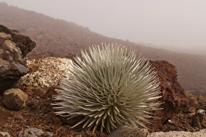 Images Dated 25th February 2012: USA, Hawaii, Maui, Haleakala National Park. Close-up of silversword plant. Credit as