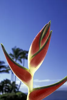 Images Dated 27th May 2004: USA, Hawaii, Maui Heliconias against blue sky