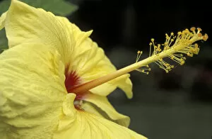 Images Dated 27th May 2004: USA, Hawaii, Maui Hibiscus