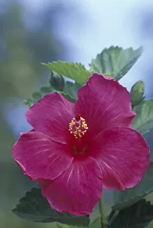 Images Dated 27th May 2004: USA, Hawaii, Maui Hibiscus
