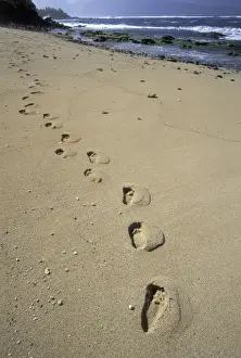 Footprint Prints: USA, Hawaii, Maui, Ho Okipa Beach Park Footprints in the sand