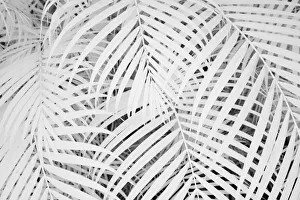 Images Dated 2nd July 2020: USA, Hawaii, Maui. Infrared image of bamboo growing in large groups