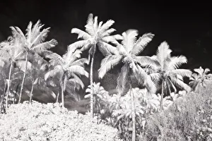 Images Dated 2nd July 2020: USA, Hawaii, Maui. Infrared image of palm trees
