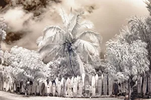 Away From It All Prints: USA, Hawaii, Maui. Infrared image of surfboard fence line in palm trees