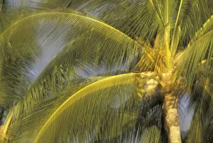Images Dated 27th May 2004: USA, Hawaii, Maui, Kihei Evening light on palms in wind